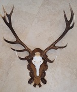 Poroże, wieniec jelenia byka 14-a