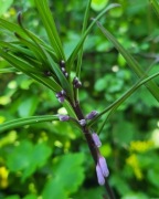 Kokoryczka krzywoszyjkowa / Polygonatum curvistylum