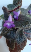 Eucodonia Adele  sadzonki