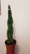 Sansewieria warkocz Sansevieria cylindrica Braided Twist Duża 51cm
