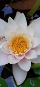 Lilie Wodne biale