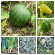 Warzywa od Rolnika bez pośrednika  100% organiczna uprawa Smart!