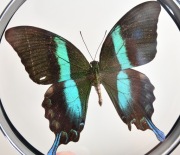 Gablotka PapBL_07, dwustronna, motyl Papilio blumei.