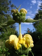 Phlomis Russeliana -Żeleźniak 10n