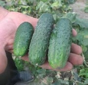 Ogórek gruntowy Nadusha  15 szt nasion