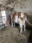 Sprzedam jałowice. Kontakt pod nr 782 940 600