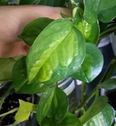 Epipremnum global green ciety pęd 1-2 liście