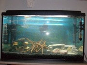 Sprzedam akwarium z pokrywą 80x35x45cm 126L Kraków Bieżanów
