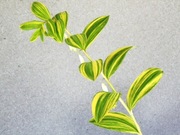 Kokoryczka 'Tsumugi Nishiki' Polygonatum 