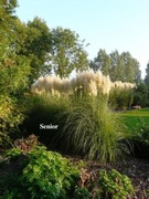 Trawa pampasowa XXXL