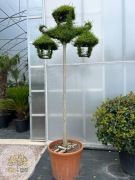 Latarnia / Ligustr Ligustrum Jonandrum Wys. 250cm