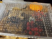 Pamphobeteus sp. insignis Samiec 5 CM + urządzone terrarium