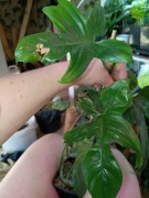 philodendron florida beauty -ciety szczyt, regres variegata