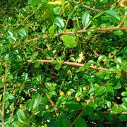 Irga Major w doniczce P9 