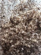 Monomorium chinense 2 królowe oraz 60-80 robotnic