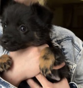 Piesek Szczeniak suczka 