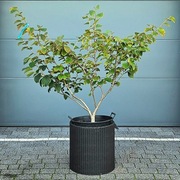 Oczar Ruby Glow wielopniowe drzewko