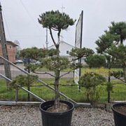 BONSAI Sosna czarna /CyprysikWYPRZEDAŻ 1200 zł!!