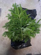 Gałązki jodła kaukaska