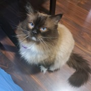 Reproduktor Ragdoll / krycie