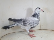 Młody po Oryg. MTM Pałka Linia Generał i 1360 x Alfa Taxi Vercammen