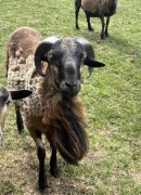 Sprzedam Barana około 35 kg 