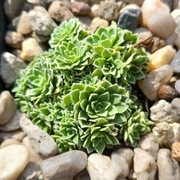 Skalnica / Saxifraga Alexandre Dumas