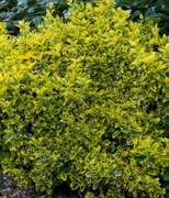 trzmielina fortunea Emerald gold