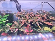 Bucephalandra sp. Biblis Red 