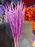 Trawa leśna róż - fiolet trzcinnik zboże susz naturalne trawy na palmy 