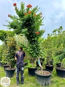 Campsis radicans Judy, Milin amerykański, 250-300cm, ogromne pnącze