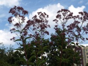 Sadziec atropurpureum Eupatorium maculatum  roślina miododajna 300 n