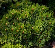 Sosna bośniacka - Schmiditi