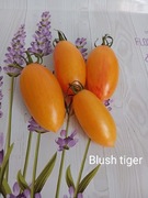 Pomidor  Blush tiger   kolekcjonerski