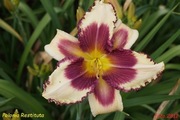 Hemerocallis / Liliowiec: Polonia Restituta