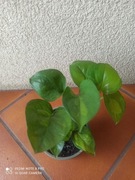 Epipremnum 'Global Green’