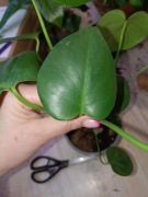 monstera deliciosa #3