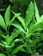 Hygrophila "Siamensis 53B",  sadzonka min. 5 cm, hodowla podwodna