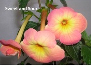Achimenesy Sweet and Sour kłącze 
