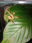 Straszyki Australijskie 