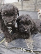 Sprzedam szczeniaki czarny terier rosyjski hodowla