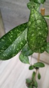 Hoya crassipetiolata splash 