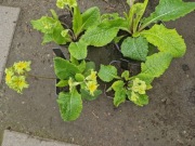 Prymula Francesca 