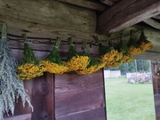 Wrotycz na pasożyty, bukiet