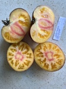 Pomidor Afternoon Delight kolekcjonerskie nasiona