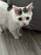 Kocurek syberyjska biało srebrny