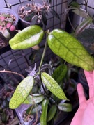 hoya GLOBULOSA | cięta sadzonka 1w