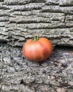 CHEEROKE ROSE  Pomidor Kolekcjonerski 