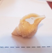 Muszla Morska Trąba Tryton Charonia nodifera 4,5 x 2,5 cm