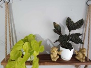 Półka wisząca naścienna rustykalne drewno 